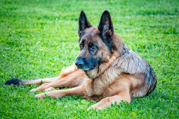 Deutscher Schäferhund sitzt an einem sonnigen Tag im grünen Gras. - Foto, Bild