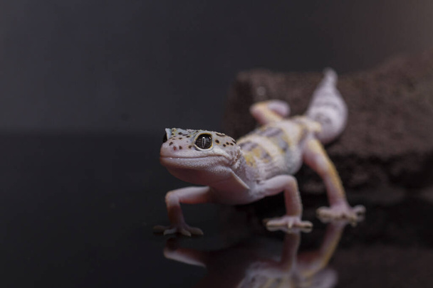 Lampart gecko, jaszczurka na gałęzi, eublepharis macularius, zbliżenie zwierząt. - Zdjęcie, obraz