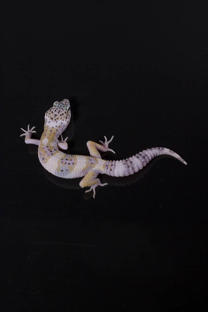 Léopard lézard gecko sur fond noir, eublepharis macularius, gros plan animal. - Photo, image