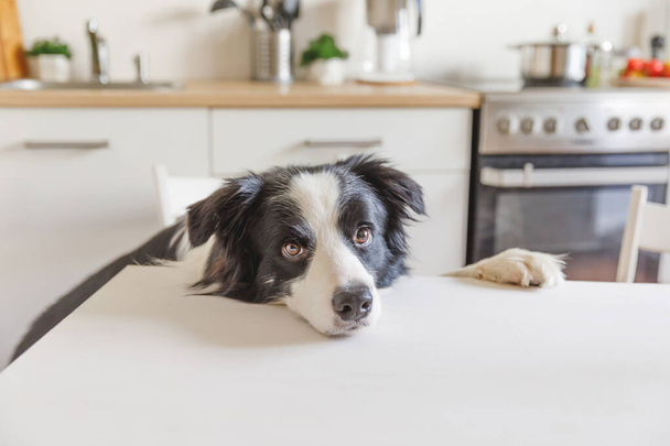 Hambriento frontera collie perro sentado en la mesa en la cocina moderna mirando con ojos de cachorro cara divertida comida de espera. Divertido perro mirando triste y esperando el desayuno en casa en el interior. Cuidado de mascotas vida animal - Foto, imagen