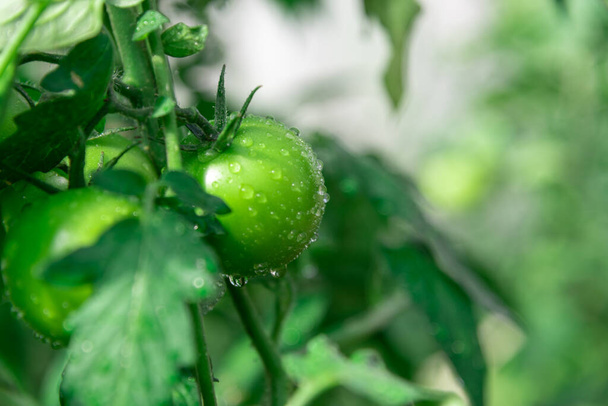 Green tomatoes in the greenhouse. Water the vegetables. Growing plants in the garden. Unripe tomatoes. Products for the salad. Cultivated plant. - Fotó, kép