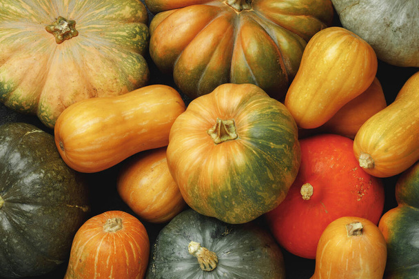Many multicolor pumpkins, autumn seasonal decorative background - Foto, Bild