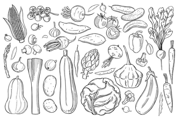 Handgezeichnetes Gemüse. Vektorskizze als Illustration.   - Vektor, Bild
