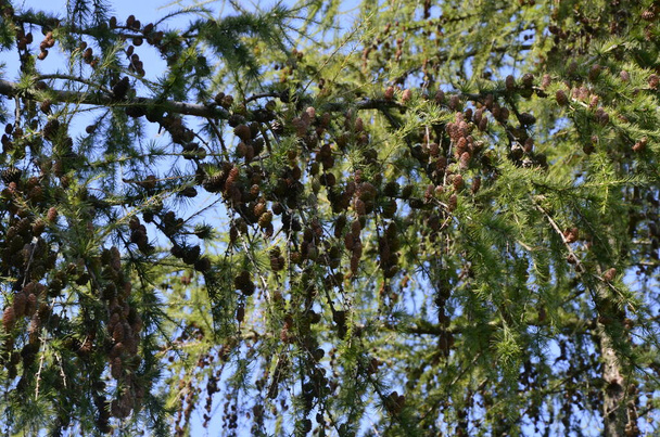 Relaksująca zieleń modrzewia: zbliżenie liści modrzewia europejskiego (Larix decidua) z szyszkami.Piękna gałąź modryny Syberyjskiej (europejskiej) z młodymi szyszkami wiosną. - Zdjęcie, obraz