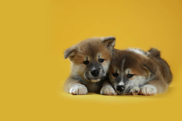 Adorable Akita Inu puppies on yellow background. Space for text - Foto, Imagem