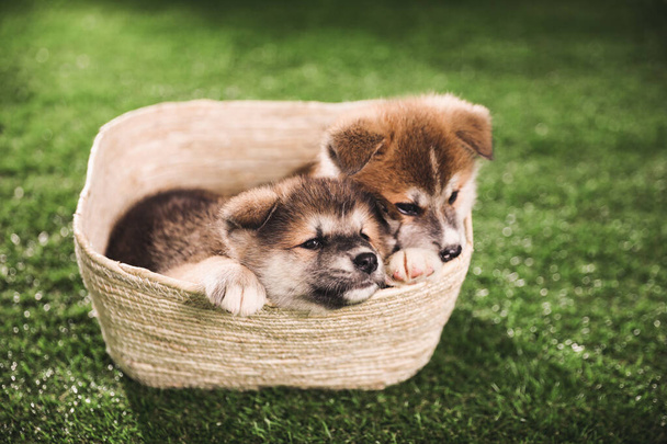 Cute Akita Inu puppies in basket on green grass outdoors - Фото, зображення