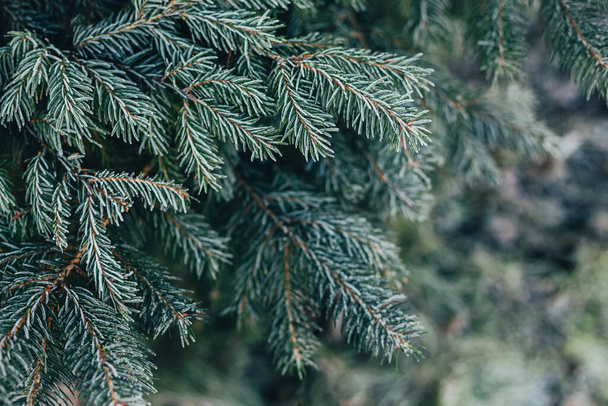 Fluffy branches of a fir-tree with frost. Christmas wallpaper or postcard concept. Selective focus. - Photo, Image
