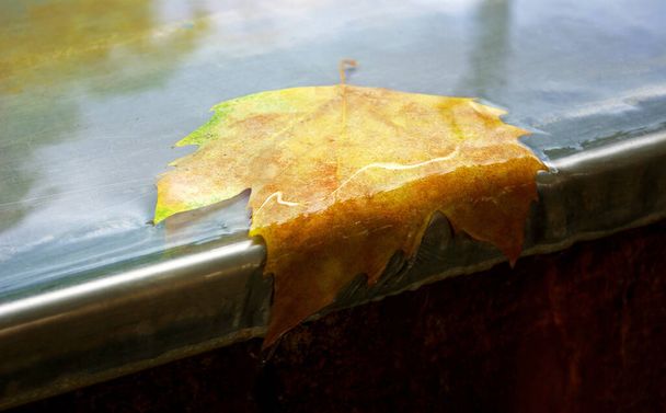 Gros plan d'une feuille tombée à l'automne, sur une surface métallique mouillée. - Photo, image