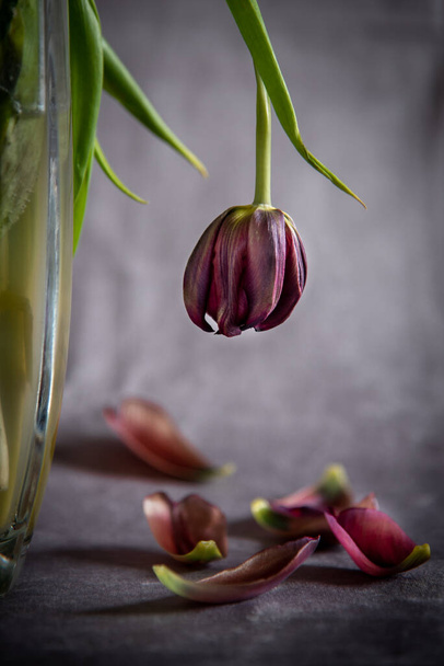 Száraz hervadt tulipán virág egy vázán és levelek a földön szemben szürke háttér. - Fotó, kép