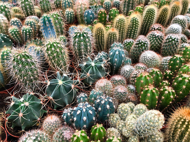 muchos cactus en la tienda de plantas / plantas de cactus en miniatura - Foto, Imagen