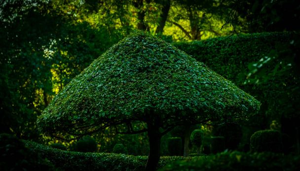 Дерево, вырезанное в форме зонта или гриба с использованием топиарных методов садоводства. - Фото, изображение