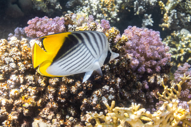 Motýlí ryby poblíž korálového útesu v oceánu. Vlákna motýlů s černými, žlutými a bílými pruhy. barevné tropické ryby v Rudém moři, Egypt. Modrá tyrkysová voda, podmořská rozmanitost.  - Fotografie, Obrázek