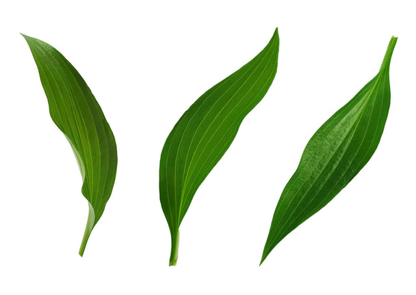 zielony liść izolowany na białym tle - Zdjęcie, obraz