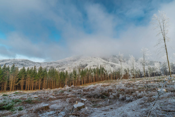 Otwarcie po ścięciu drzewa w zimowy dzień w pobliżu wzgórza Hostyn we wschodnich Morawach - Zdjęcie, obraz