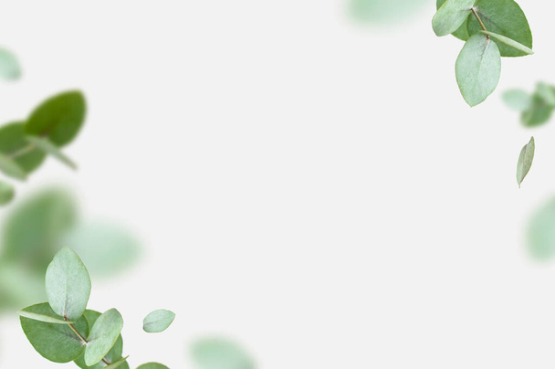 薄灰色の背景にユーカリの新鮮な緑の枝を飛んでいます。フラットレイアウト、トップビュー、モックアップします。ユーカリの葉が背景にあります。ユーカリの枝のパターン。花柄、デザインのためのレイアウト. - 写真・画像