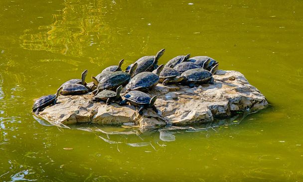 Colony of turtles on the stone in a pond - Photo, Image