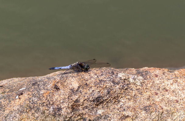 volwassen mannetje zwart-staart skimmer libel rusten op een steen in zonnige ambiance - Foto, afbeelding