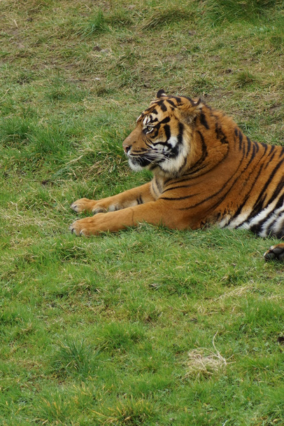 Sumatra Tiger - Panthera tigris Sumatrae - Foto, Bild