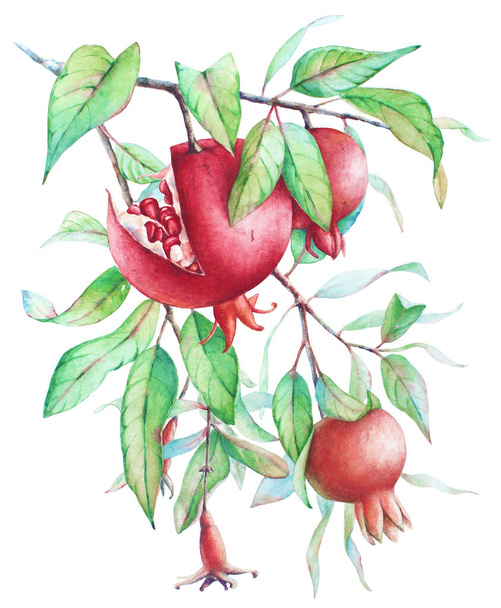 Watercolor illustration of the pomegranate tree branch with fruits and green leaves isolated on white background - Zdjęcie, obraz