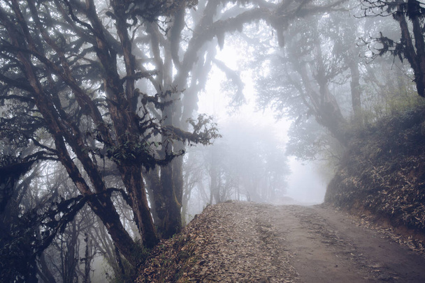 niebla bosque paisaje en montaña bosque fondo - Foto, imagen