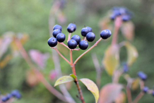 Black berries of cornus sanguinea ripen on a branch of a bush. - Photo, Image