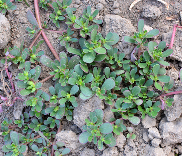 Na natureza, no solo, como uma erva daninha cresce purslane (Portulaca oleracea) - Foto, Imagem