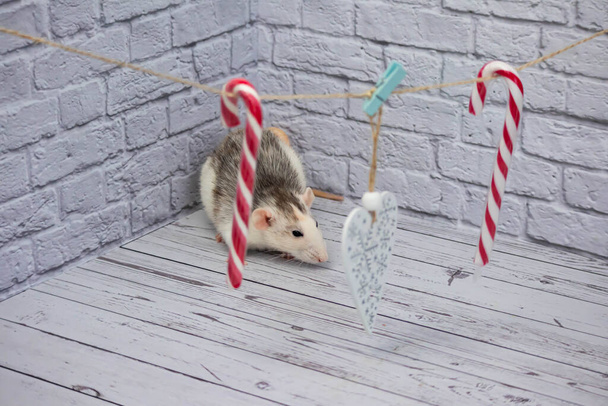 Christmas decorations hang from a rope. White wooden figured heart. Candy on a stick for christmas. The rat is sitting - Fotoğraf, Görsel