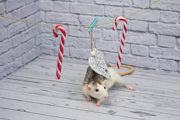 Christmas decorations hang from a rope. White wooden figured heart. Candy on a stick for christmas. The rat is sitting - Photo, image