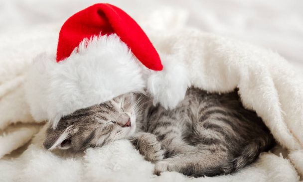 Christmas Kitten in santa claus hat sleeping curled up on soft fluffy white plaid. Christmas gray tabby cat New Year cat sleeping. Cozy cat sleep dream. Long web banner - Фото, зображення
