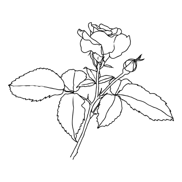 Čára kresba růže květiny izolované na bílém pozadí - Vektor, obrázek