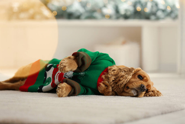 Adorable Cocker Spaniel in Christmas sweater on blurred background - 写真・画像