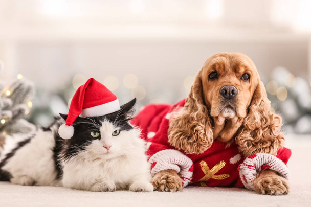 Adorable Cocker Spaniel dog with cat in Christmas sweater and Santa hat on blurred background - Zdjęcie, obraz