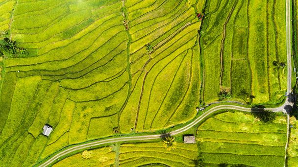 Terraços de arroz Jatiluwih em Bali vista superior aérea - Foto, Imagem