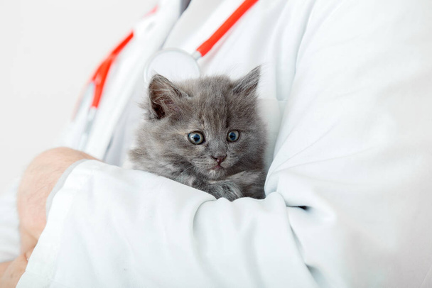 Scared fluffy gray kitten in doctor veterinarian hands in white coat with stethoscope. Kitten portrait. Baby cat in Veterinary clinic. Veterinarian medicine for pet - Φωτογραφία, εικόνα