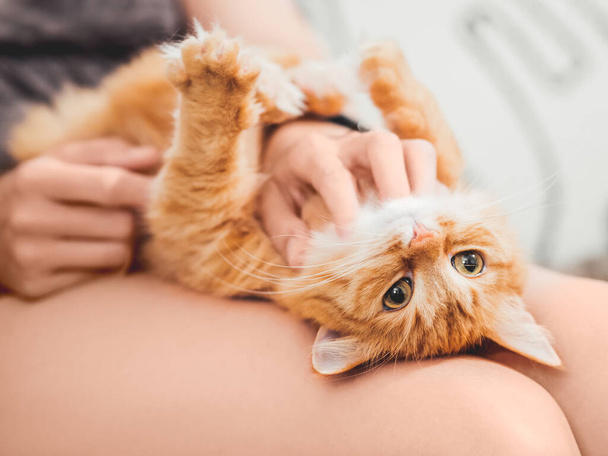 Woman strokes belly of cute ginger cat on her knees. Fluffy pet. Cat lover.  - Foto, imagen
