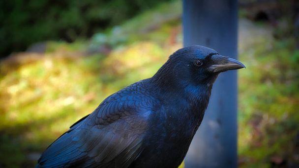Japanese crow - Corvus corax - Photo, Image