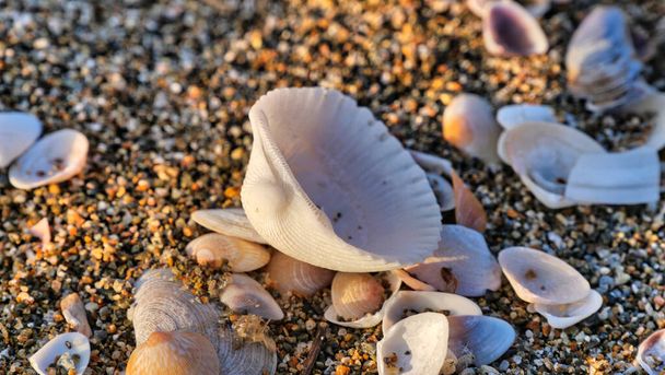 conchas marinas en la playa - Foto, imagen