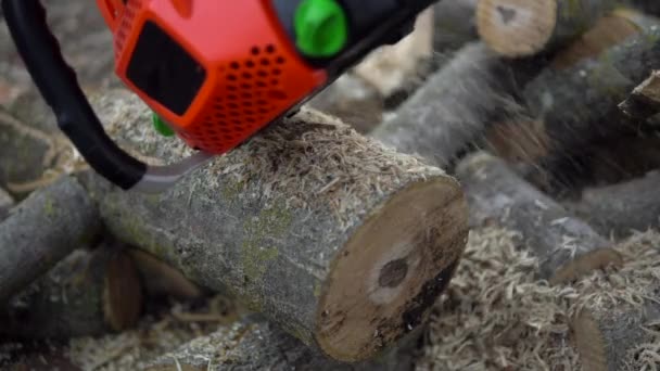 Řezání stromů pilou, dřevěné hobliny, sekání stromů - Záběry, video
