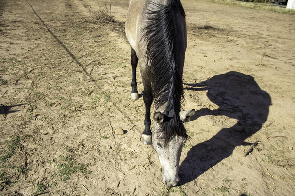White horse in stable, wild mammal animals - Valokuva, kuva