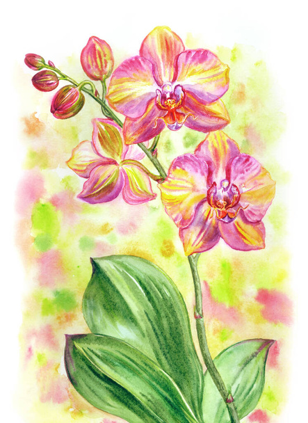 Beautiful pink and yellow orchid Phalaenopsis variety Rainbow, watercolor painting on a variegated background, floral print for poster, postcard and other designs. - Foto, immagini