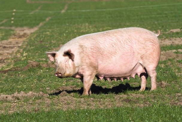 Serbest çiftliğin yeşil çayırında üreyen dişi domuz. - Fotoğraf, Görsel