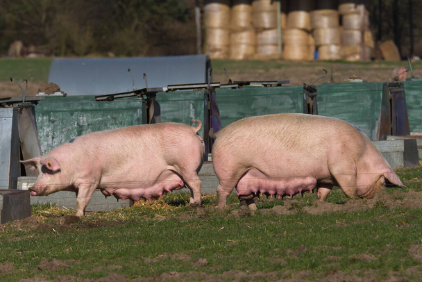 Modern, türlere uygun domuz yetiştiriciliği. - Fotoğraf, Görsel