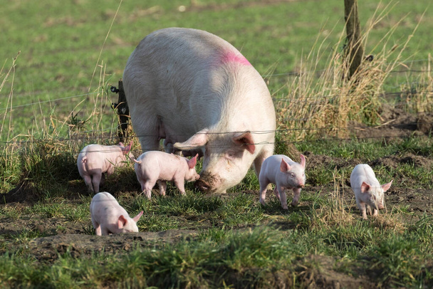 Разведение свиней с поросятами на краю откорма на открытом воздухе - Фото, изображение