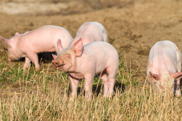 Güneşli ve özgür çiftlikte yaşayan domuzcukların da kirlenmesine izin verilir. - Fotoğraf, Görsel