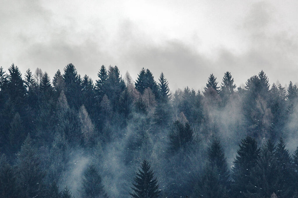 イタリアのトレンティーノ・アルト・アディジェ州、マドンナ・ディ・カンピリオ- 01/28/06:背景に霧とドロマイトの山々と松林 - 写真・画像