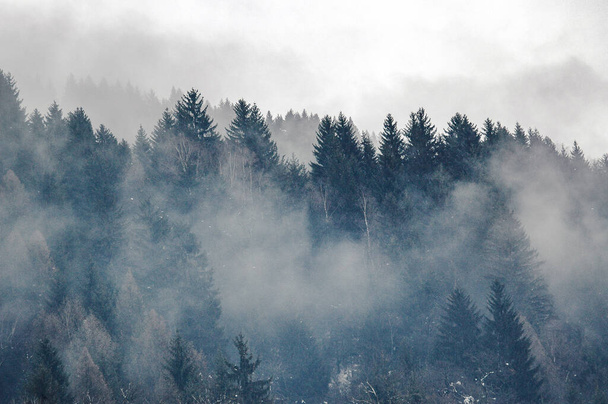 Madonna di Campiglio, Trentino Alto Adige, Italia - 28 / 01 / 06: bosque de pinos con niebla y montañas de Dolomitas en el fondo - Foto, imagen
