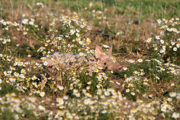 花の牧草地で遊ぶ若い子豚 - 写真・画像