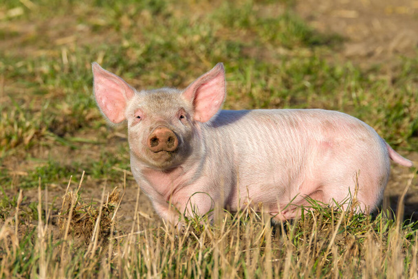 高い草の中に強い毛深い子豚 - 写真・画像