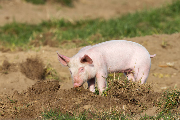 Молода свиня грає на пагорбі
 - Фото, зображення