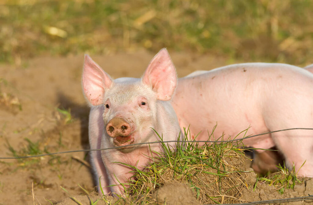 Pequeño cerdo descarado detrás de la cerca eléctrica en la gama libre - Foto, imagen